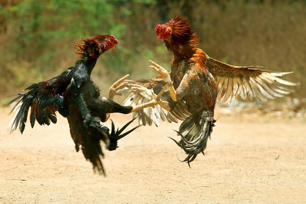 Bí Kíp Cá Cược Đá Gà Thành Công
